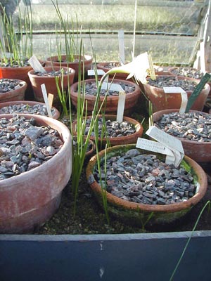 Self seeded narcissus